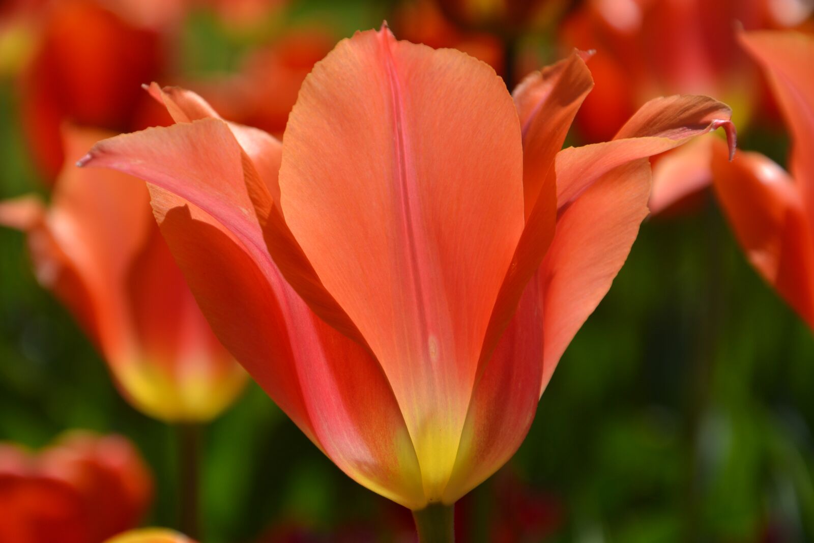 Nikon D3100 sample photo. Nature, flower, tulip photography