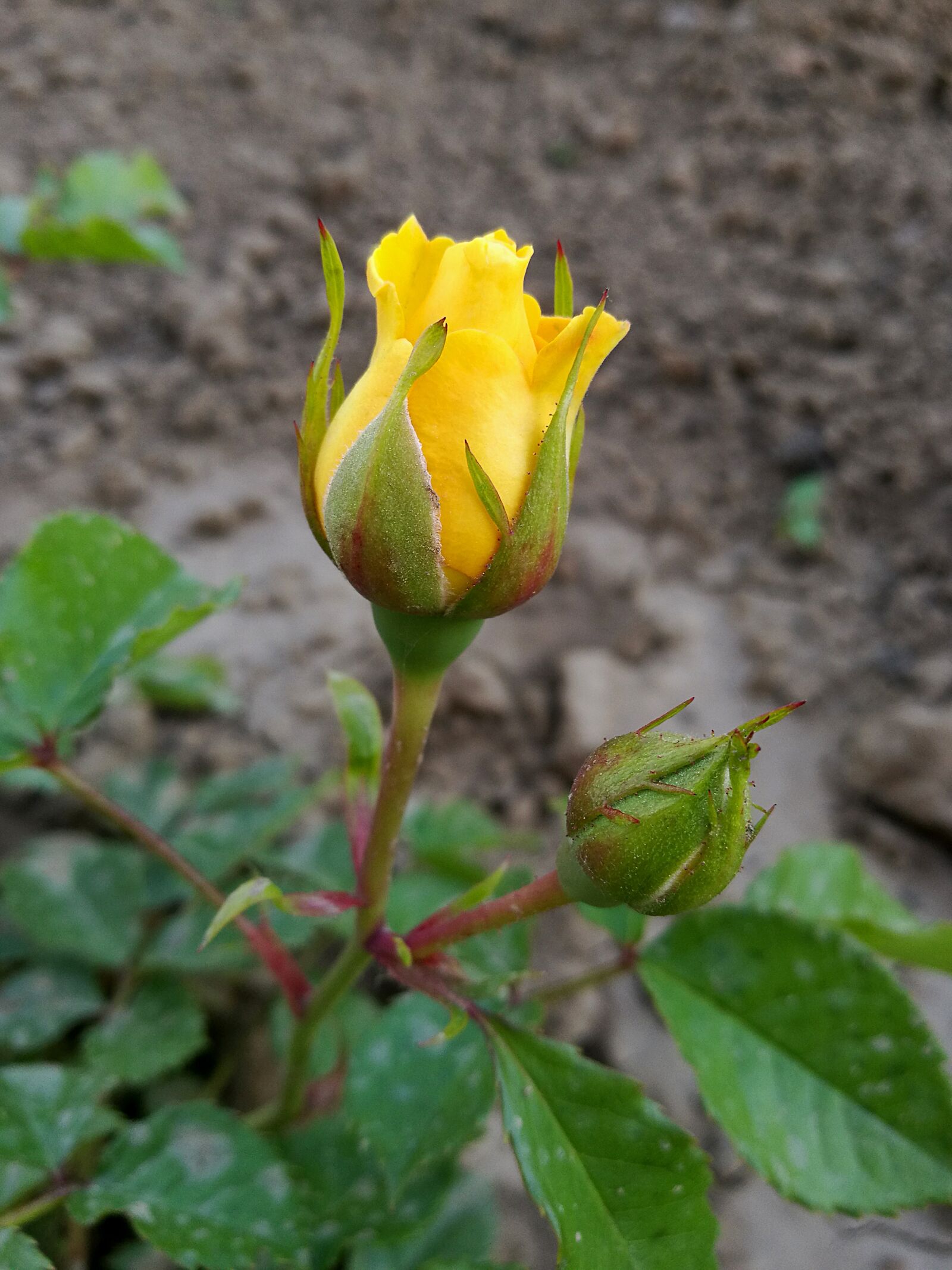 HUAWEI P9 sample photo. Rose, summer, macro photography