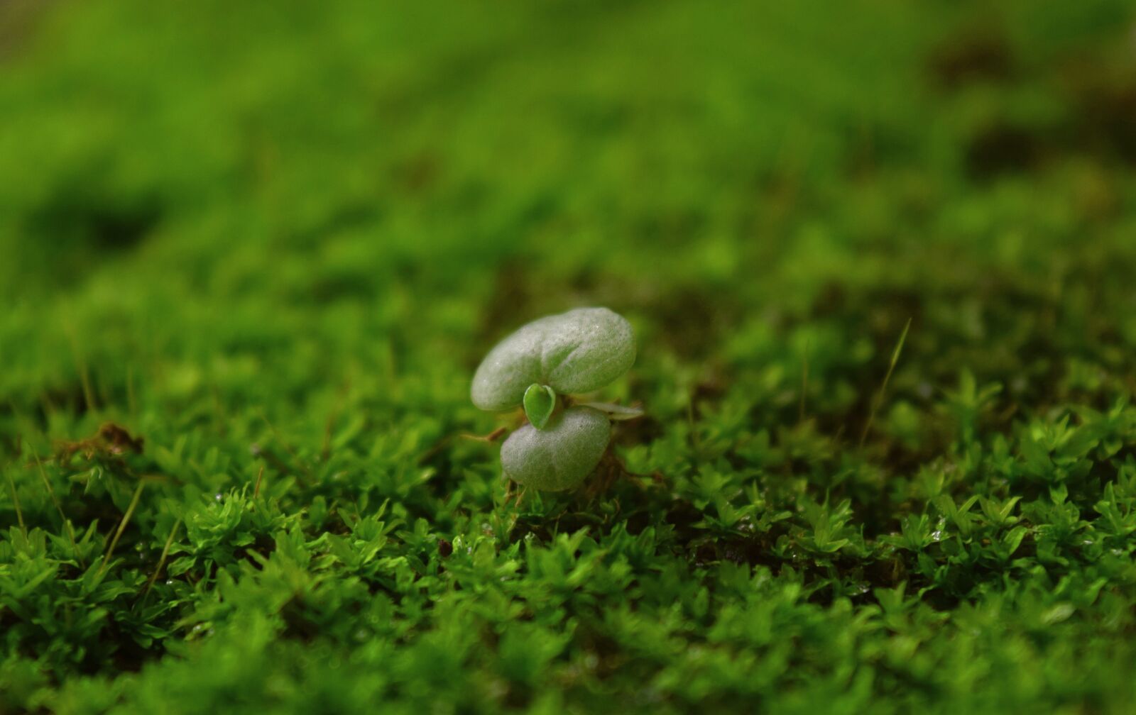 Nikon D3300 sample photo. Plant, nature, green photography