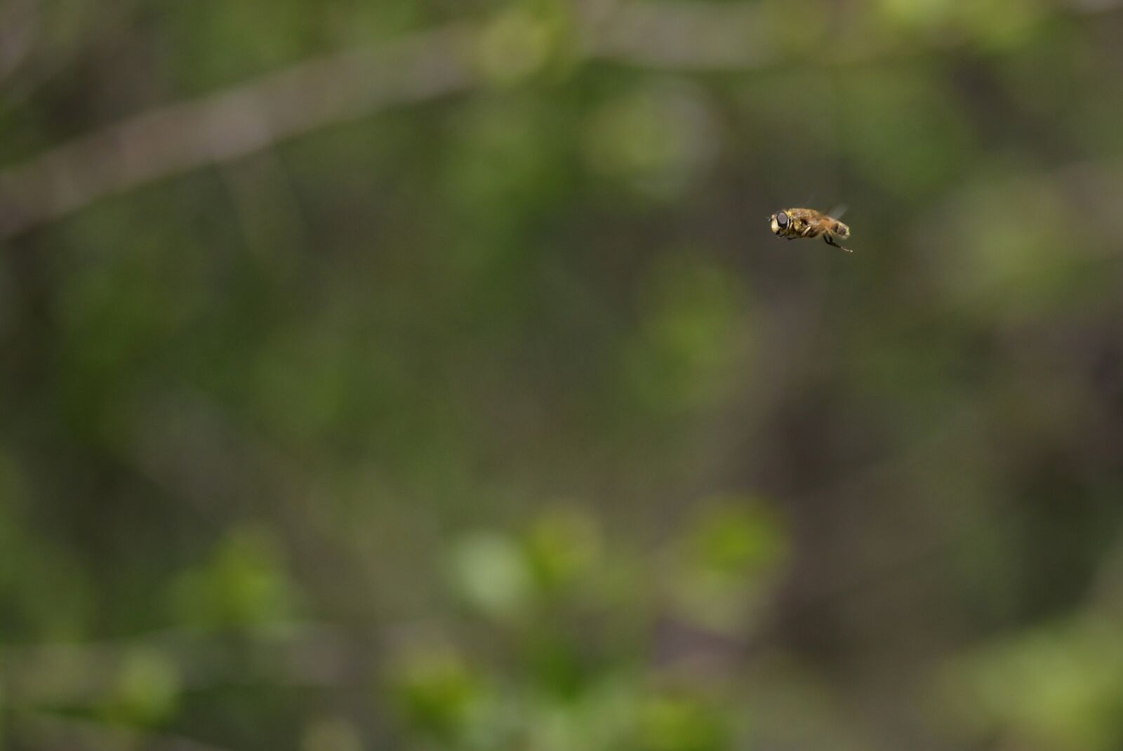 Canon EF-S 60mm F2.8 Macro USM sample photo. Bee, insecta, flight photography