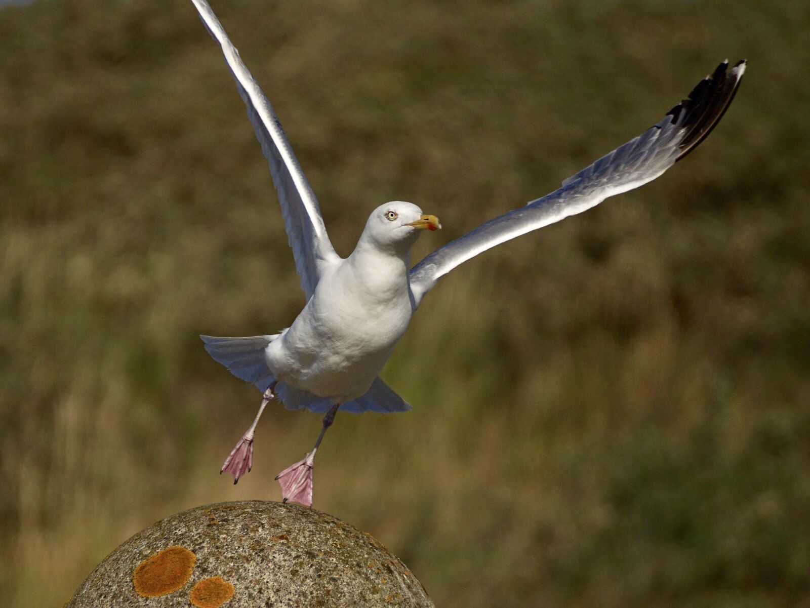 Sony DT 55-300mm F4.5-5.6 SAM sample photo. Gull, departure, start photography