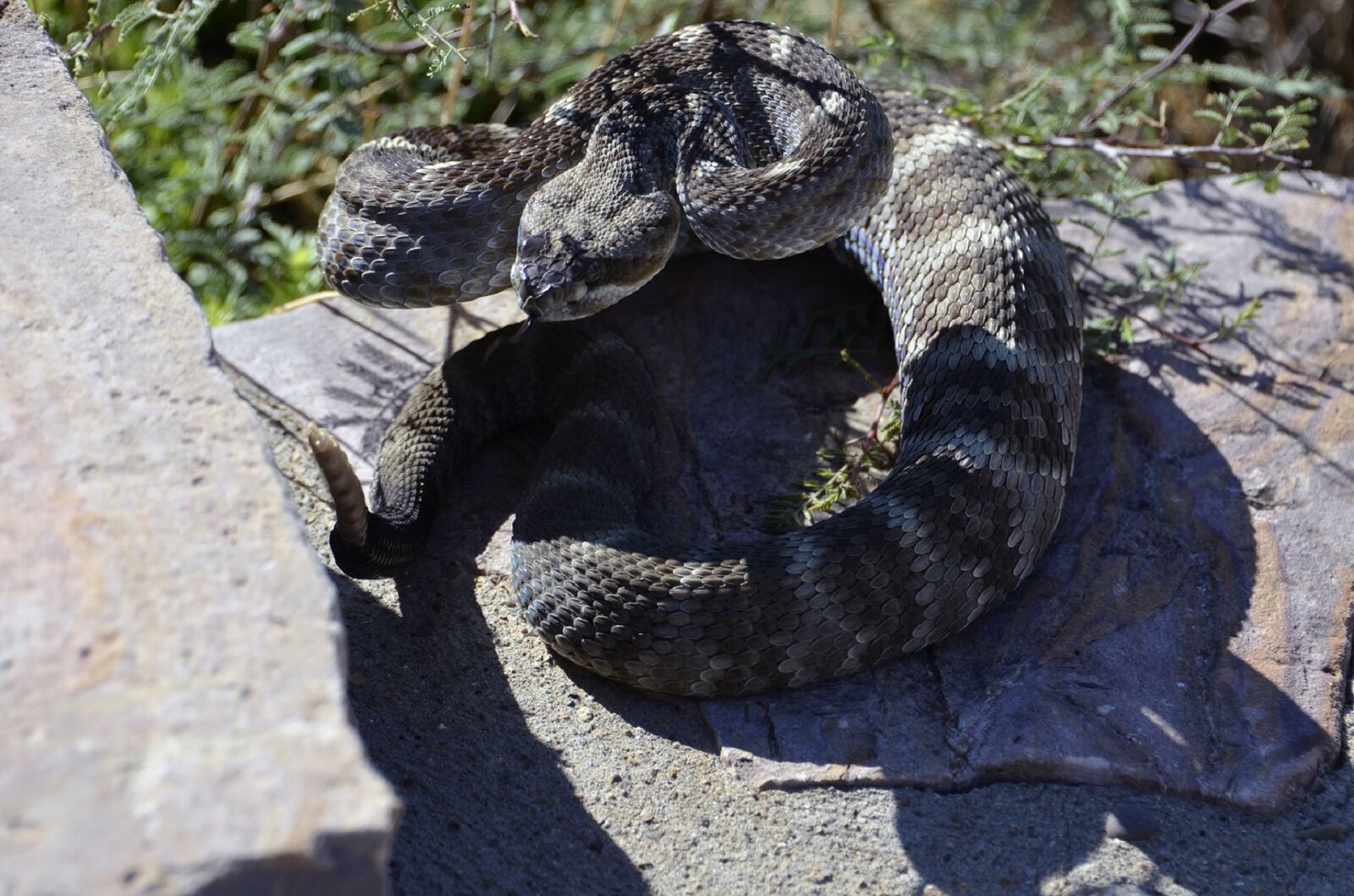 Nikon D5100 sample photo. Black-tailed rattlesnake, coiled, reptile photography