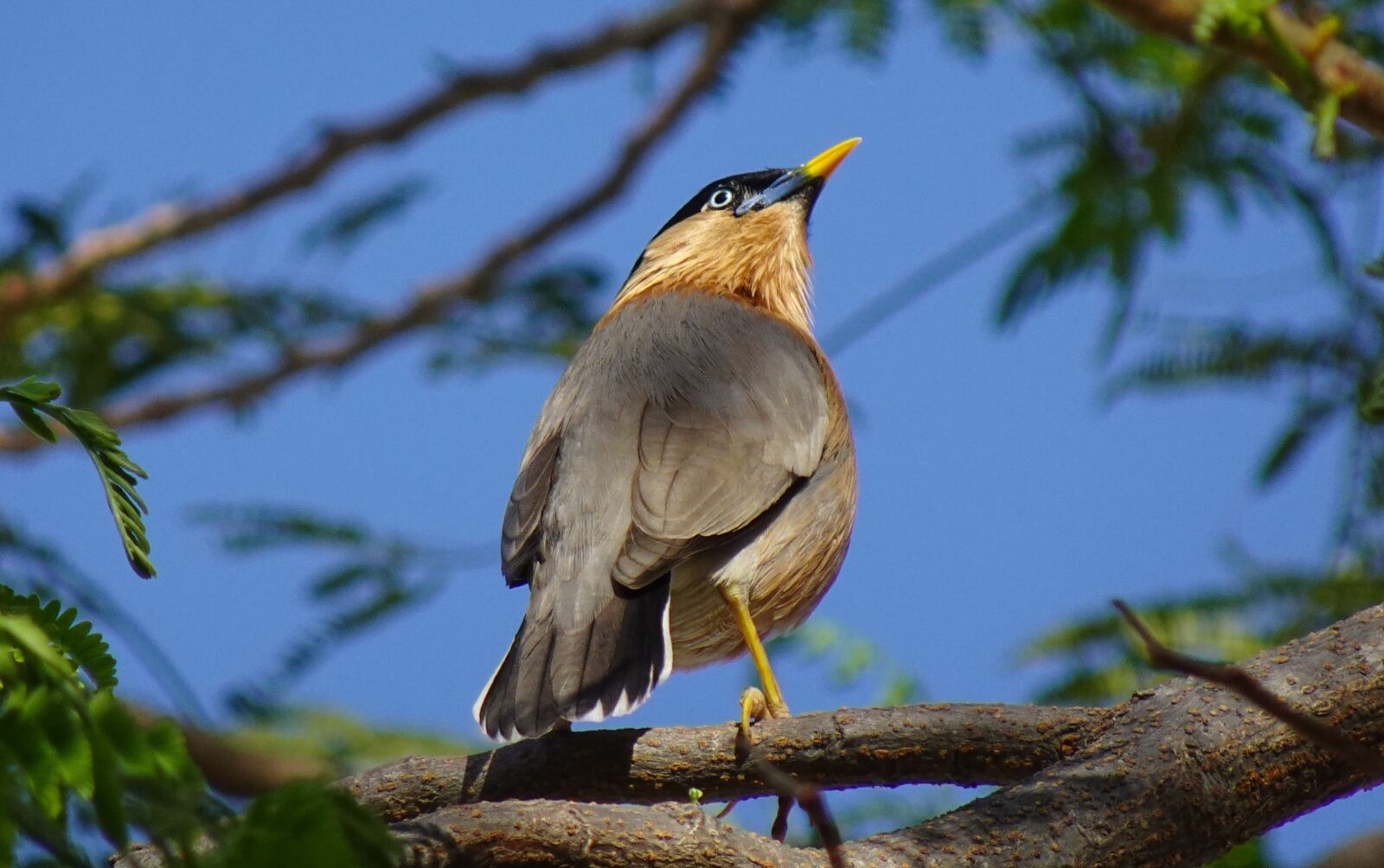 Sony DSC-WX800 sample photo. Bird, aves, brahminy myna photography