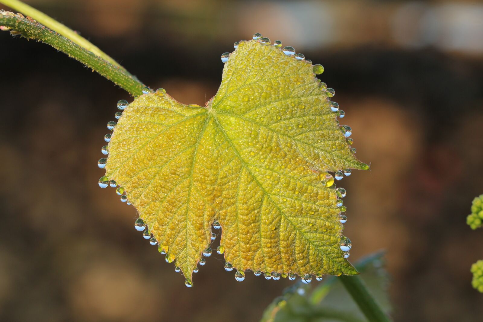Canon EOS 60D sample photo. Morgentau, dew, wine photography