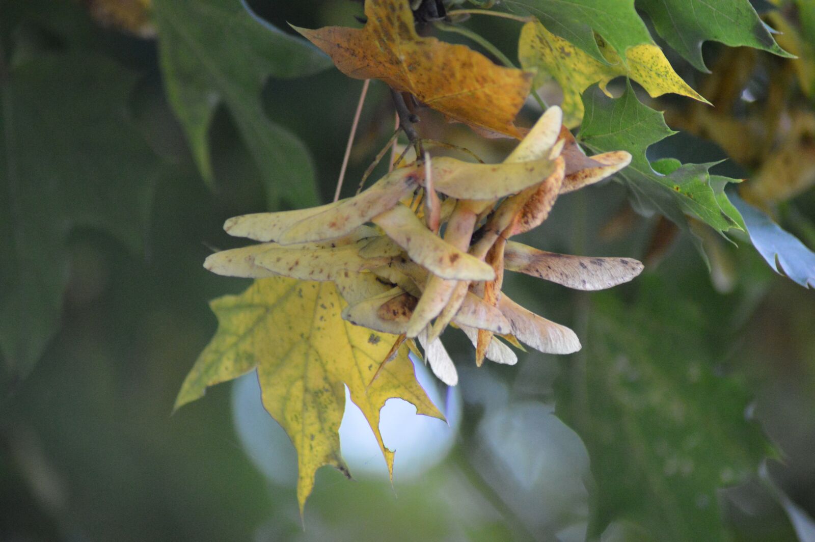 Nikon D3200 sample photo. Autumn, foliage, fruit photography