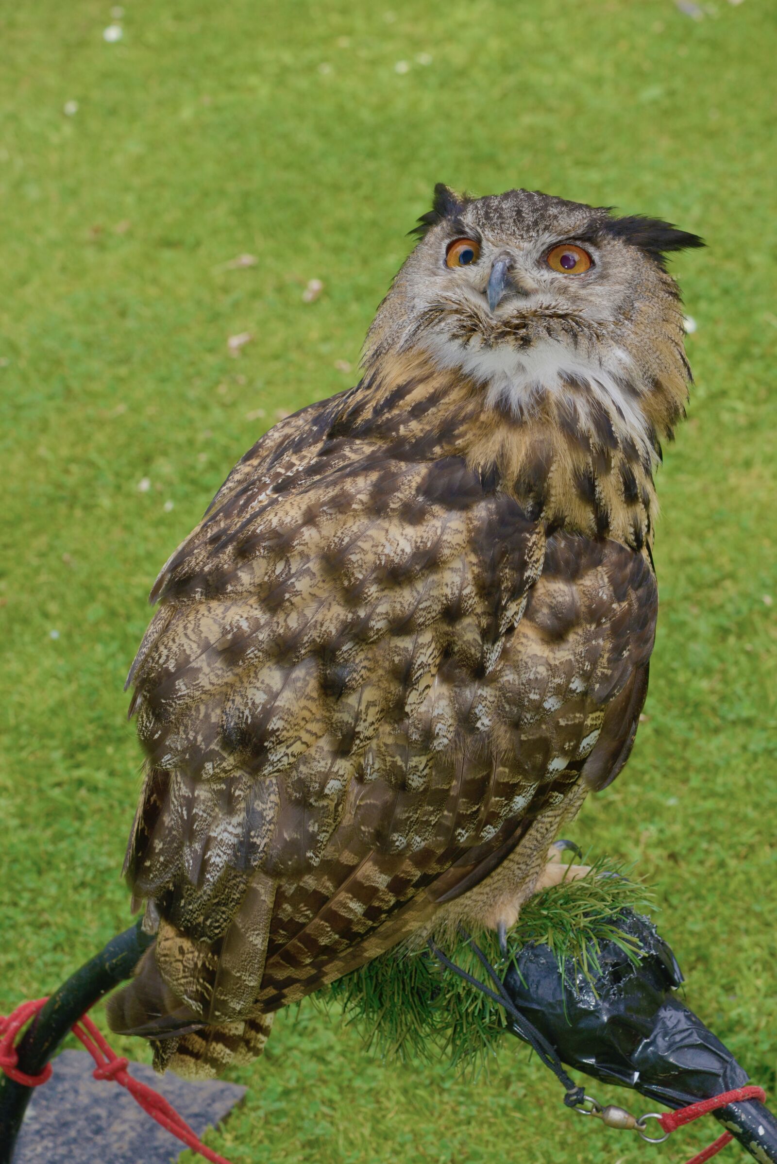 Nikon D600 sample photo. Scotland, owl, bird photography