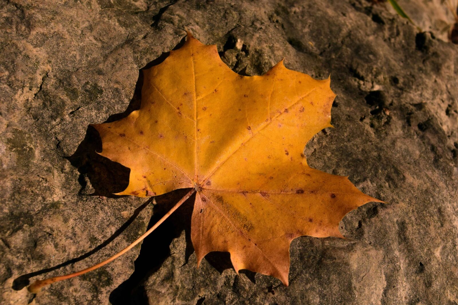 Nikon D3300 sample photo. Leaf, nature, autumn, dry photography
