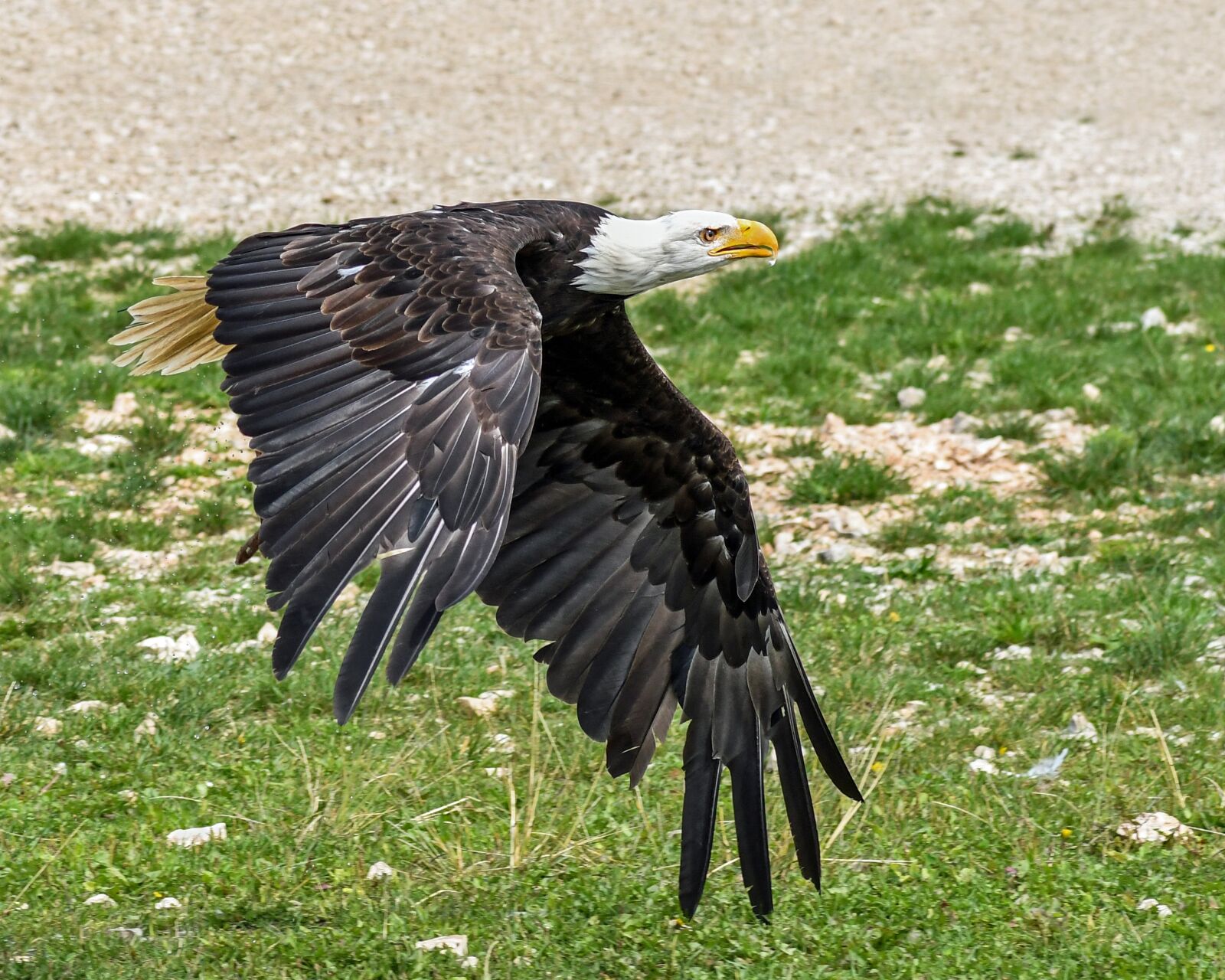 Tokina AT-X Pro 100mm F2.8 Macro sample photo. Eagle, fly, bald eagle photography