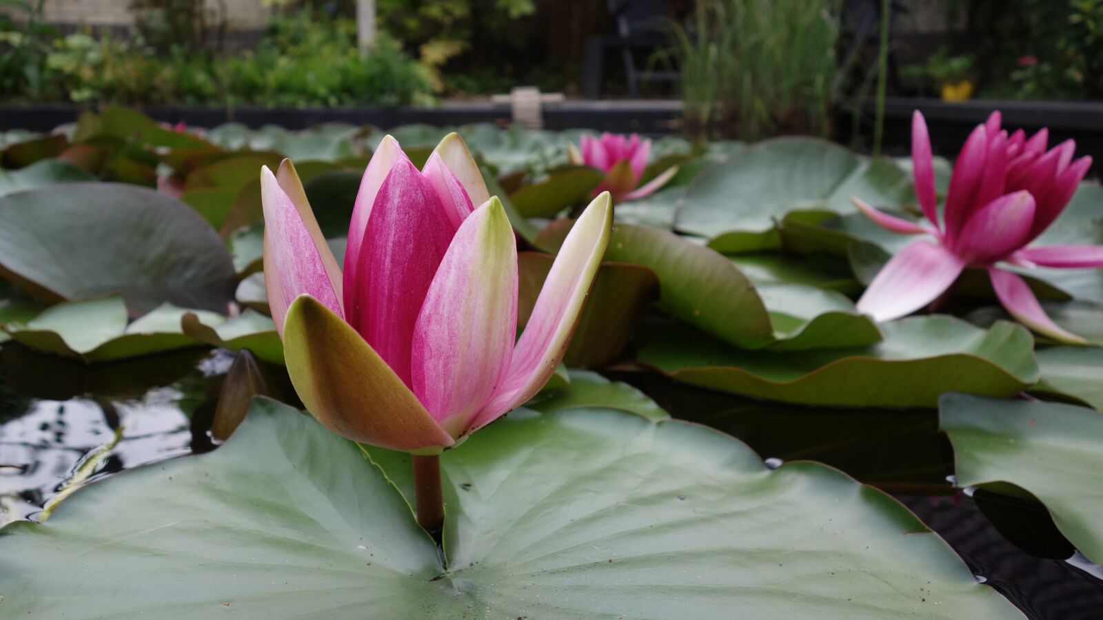 Sony Cyber-shot DSC-RX100 sample photo. Water lily, pond, bloom photography