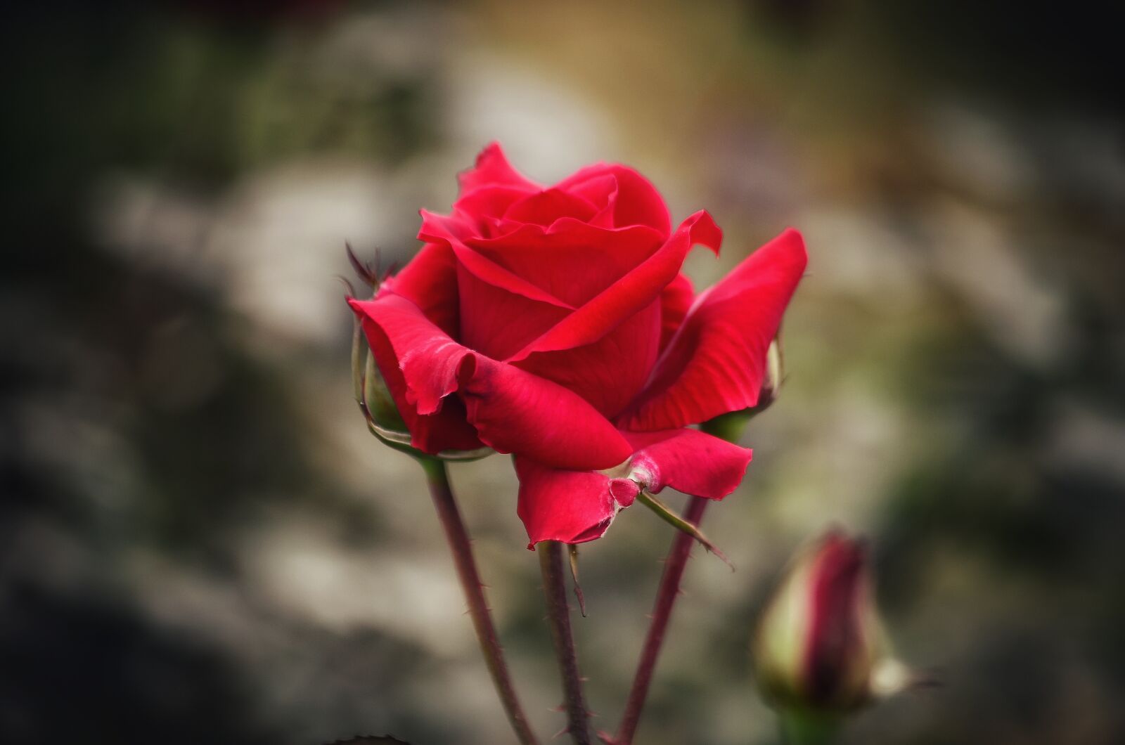Nikon D5100 sample photo. Red rose, garden, flower photography