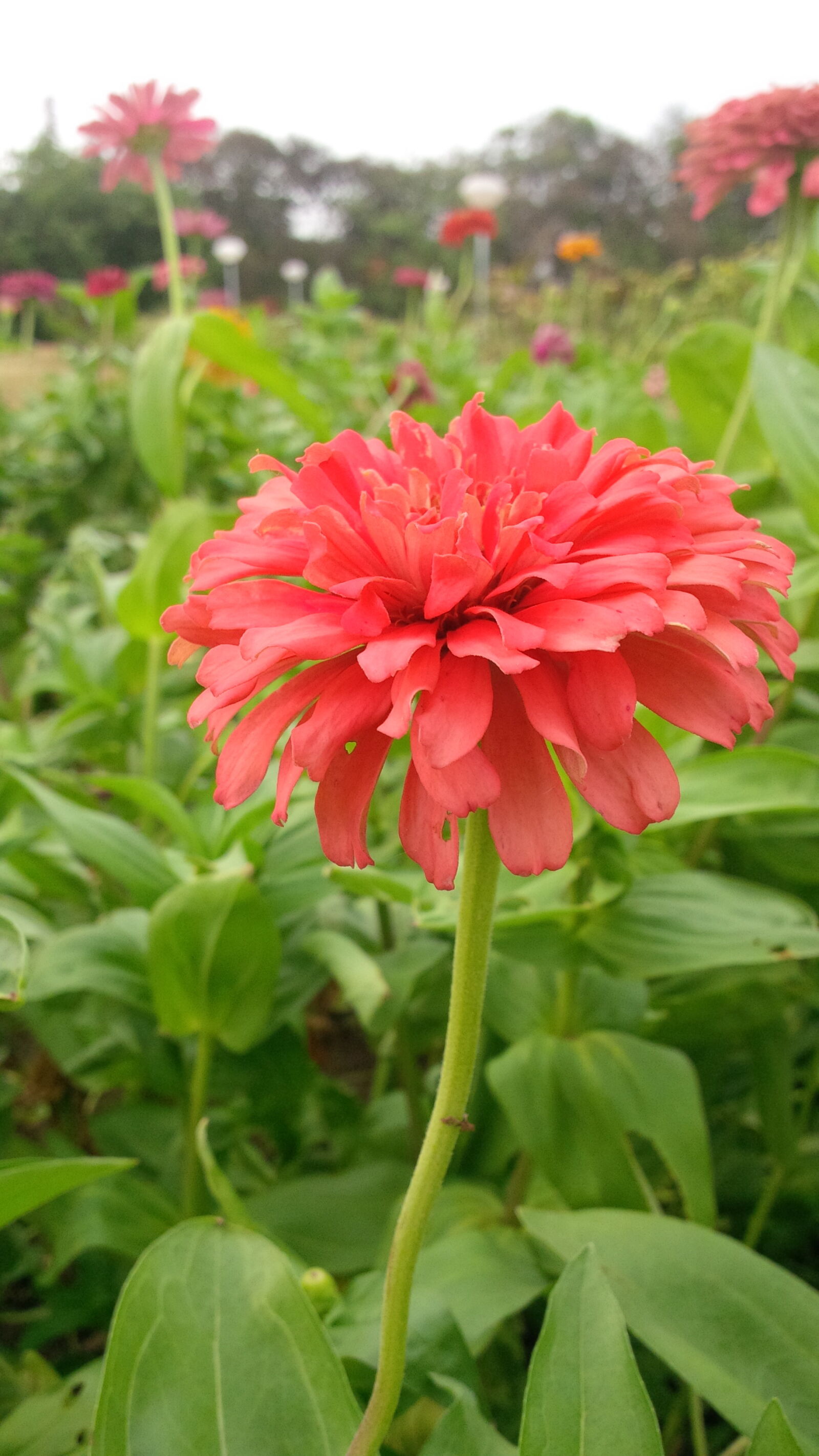 BlackBerry Z10 sample photo. Flower, garden photography