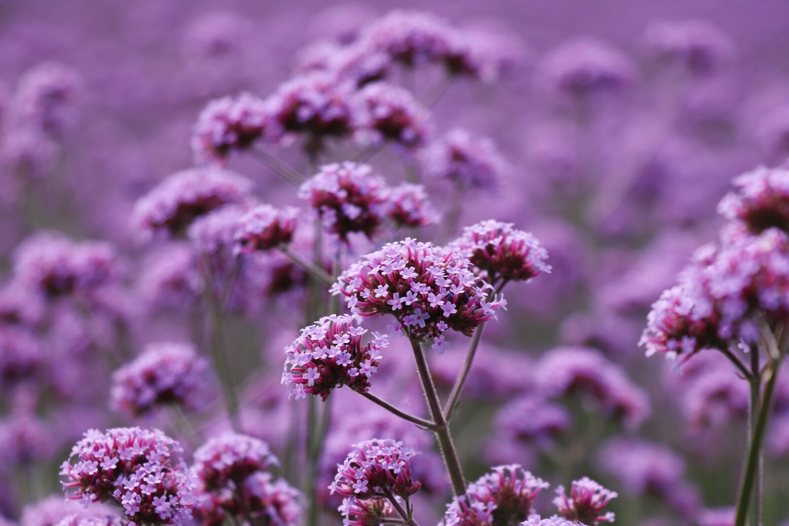 Canon EF-S 18-135mm F3.5-5.6 IS USM sample photo. Flower, vanilla, lavender photography