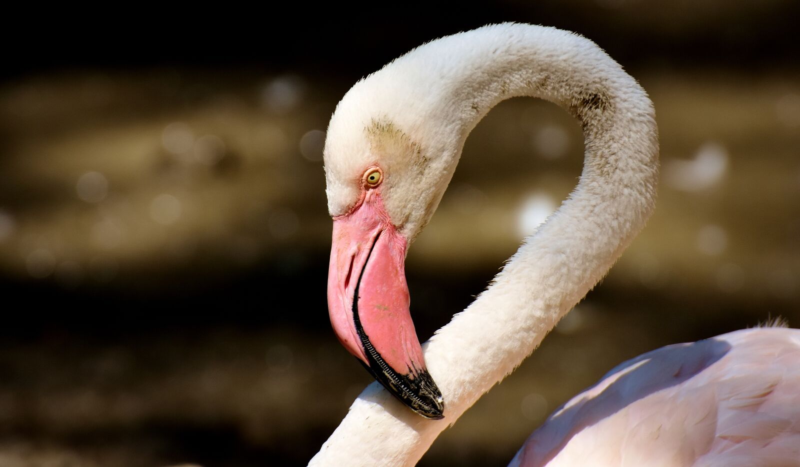 Nikon D7200 sample photo. Flamingo, bird, colorful photography