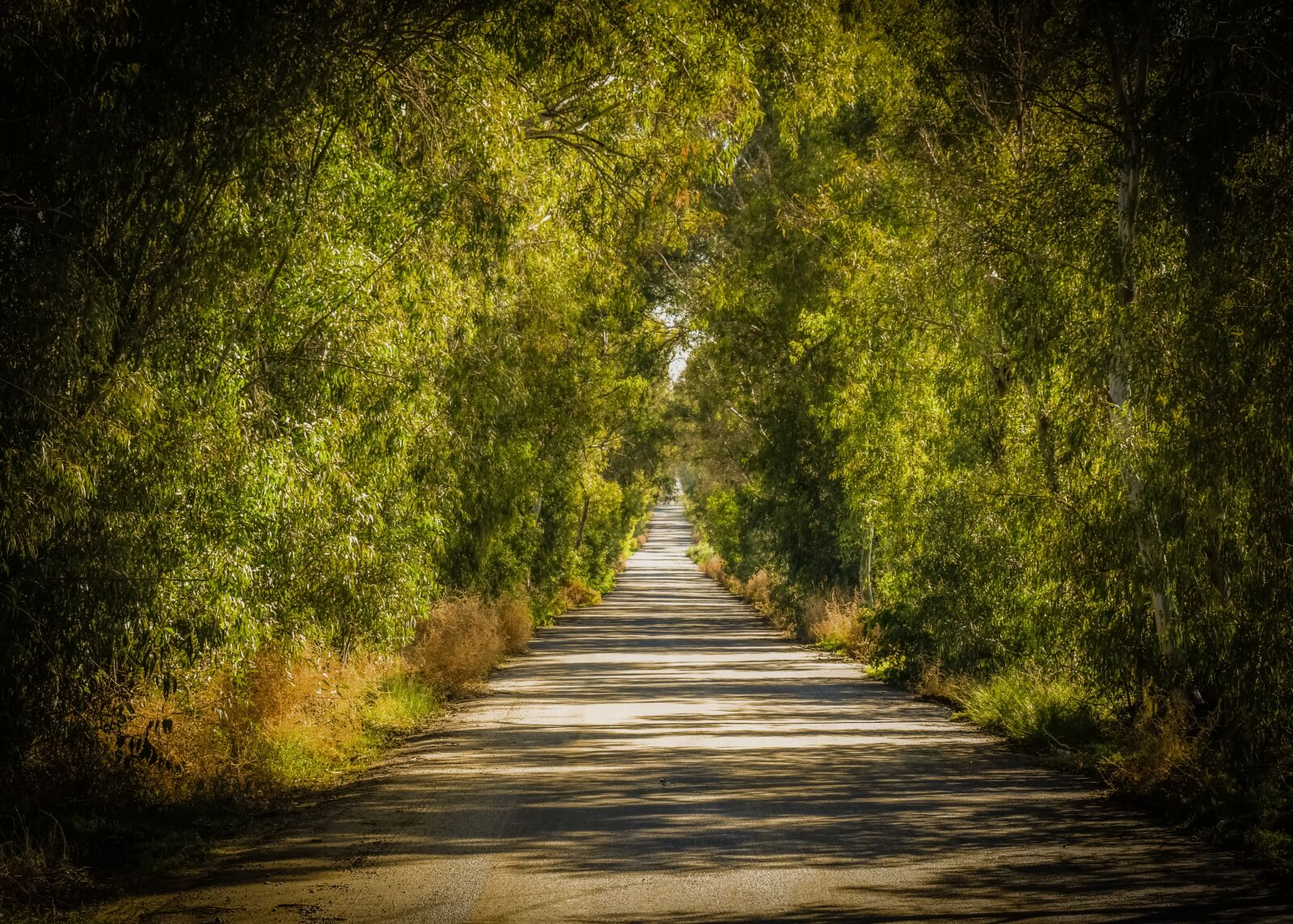 Nikon D3300 sample photo. Road, trees, tunnel photography