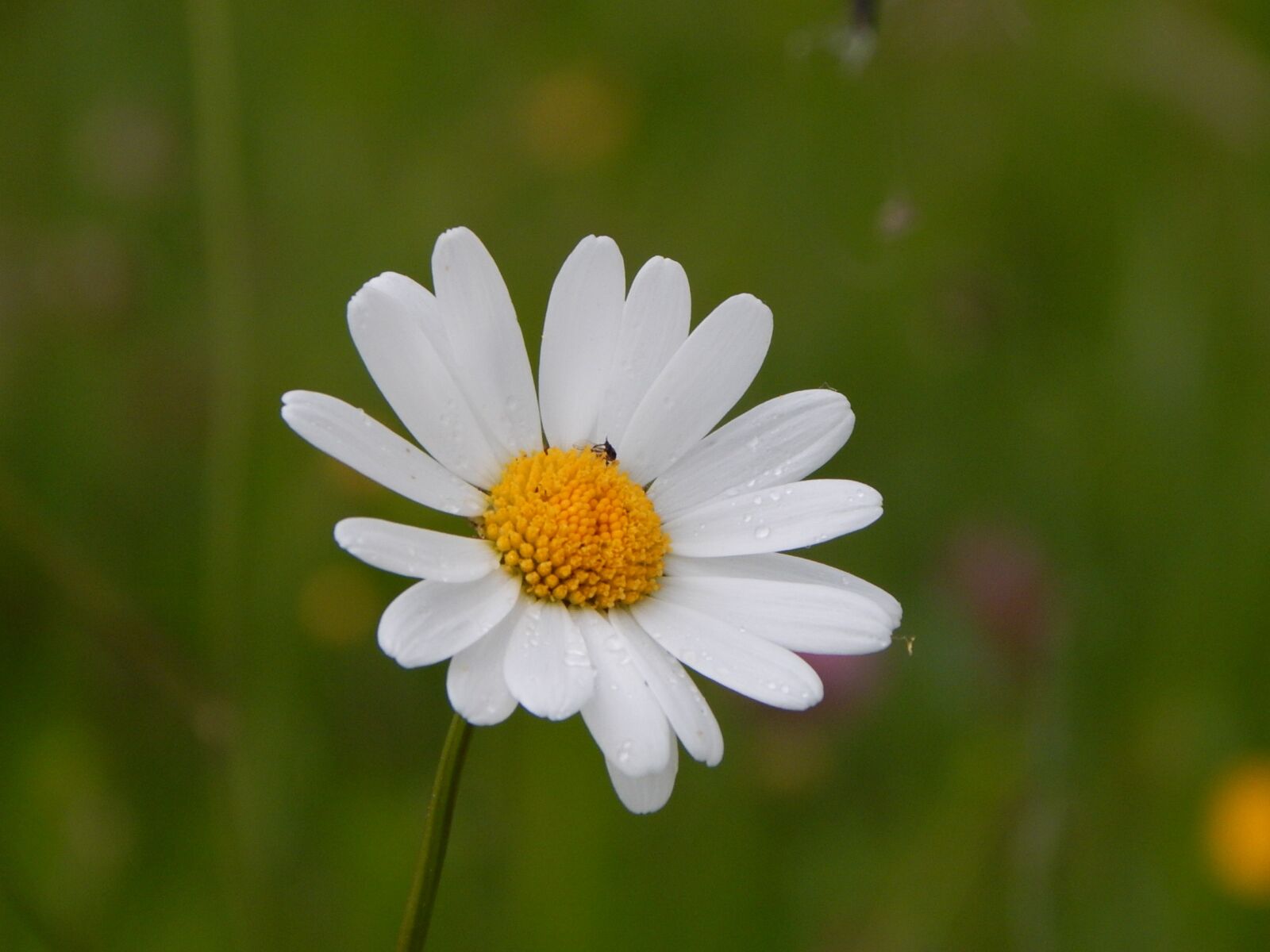 Nikon Coolpix L830 sample photo. Margarite, flower, white photography