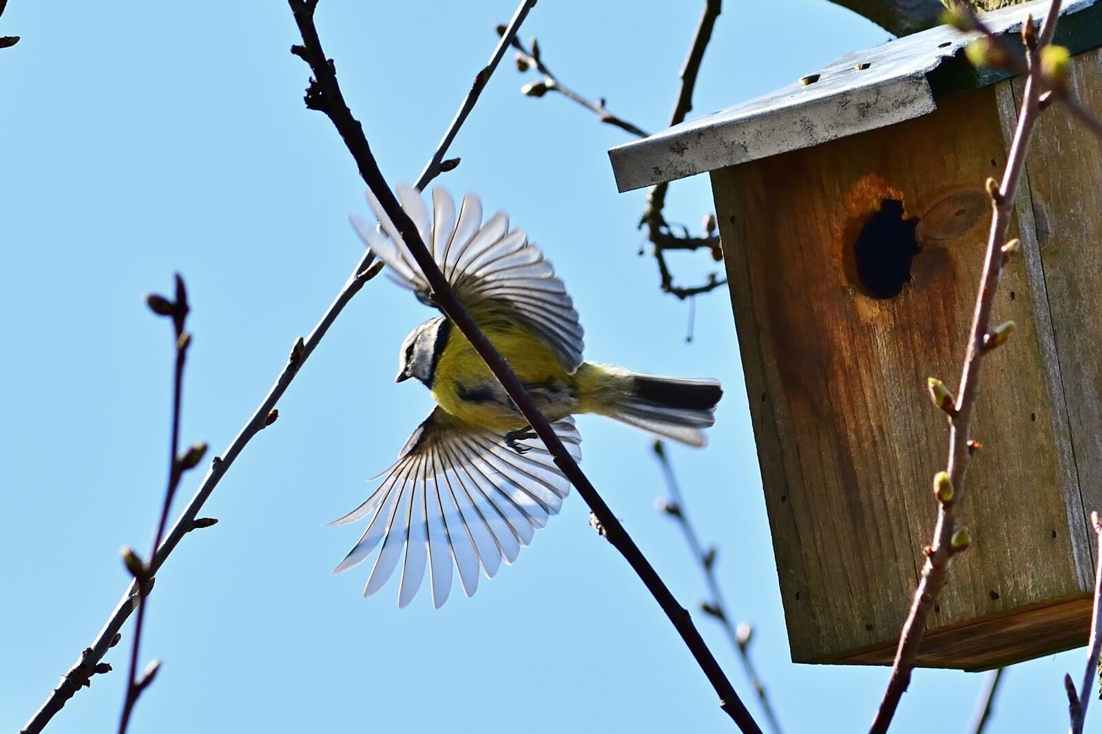 Nikon D5200 sample photo. Garden, blue tit, flying photography