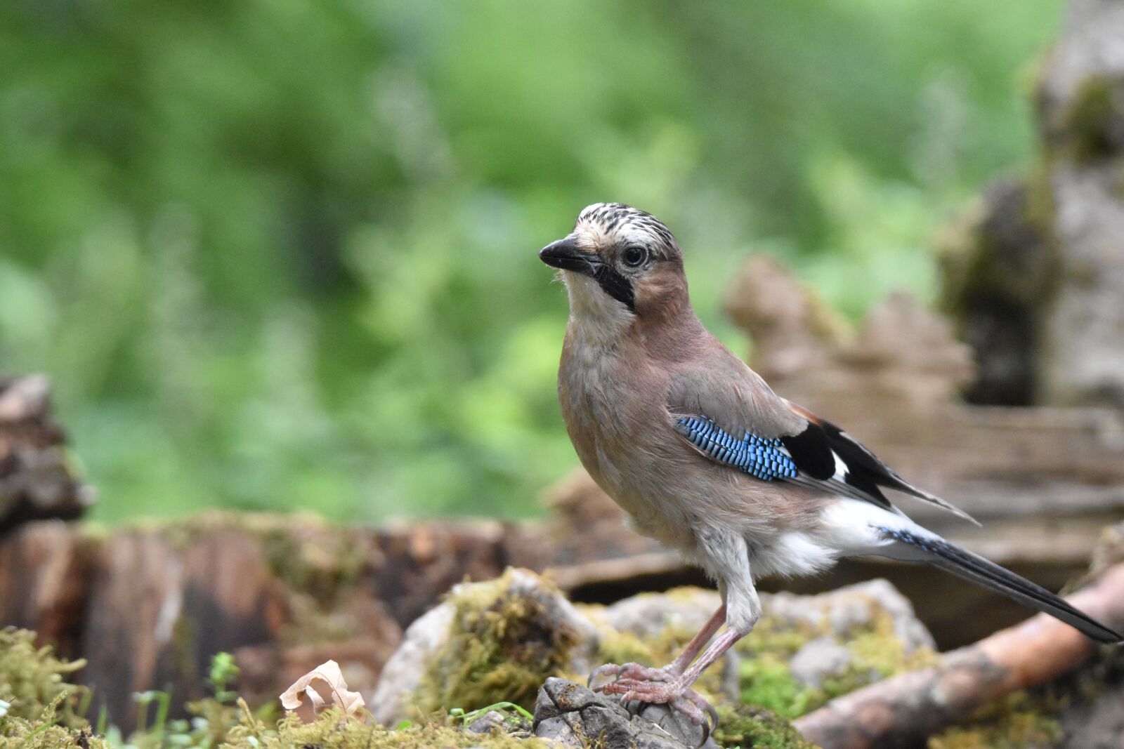Nikon D5600 sample photo. Jay bird, bird, animal photography