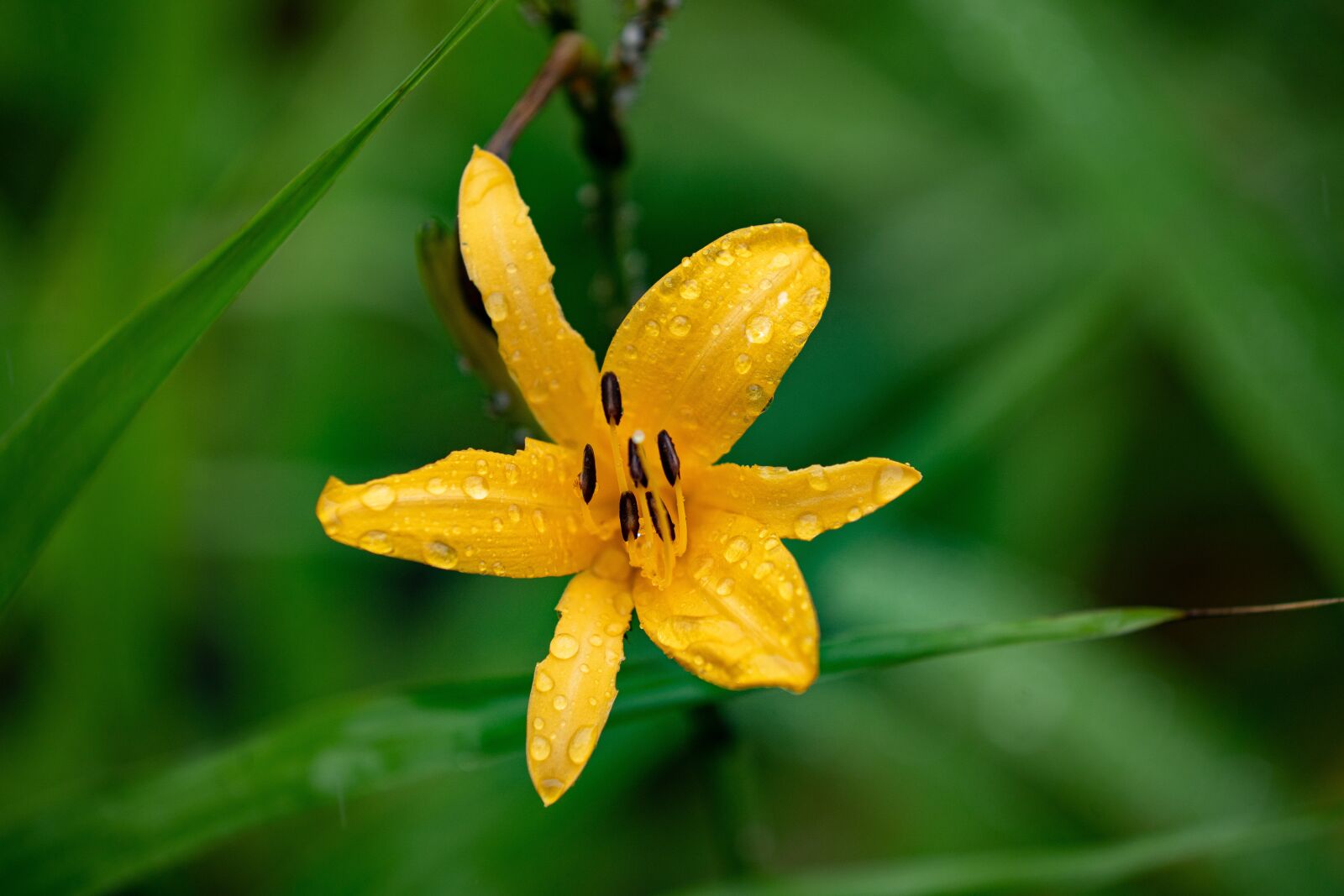 Minolta/Sony AF 70-200mm F2.8 G sample photo. Wild lily, flower, summer photography