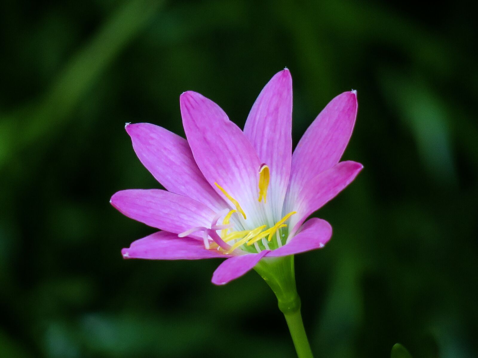 Canon PowerShot G3 X sample photo. Hong kong, plant, petal photography
