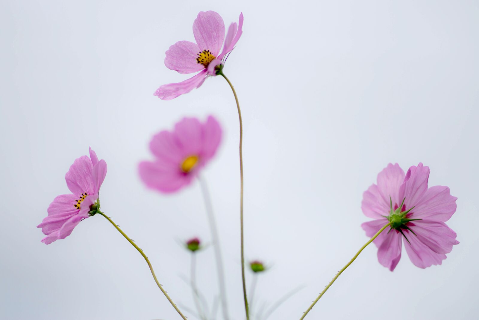 Sony FE 85mm F1.8 sample photo. Cosmos field, flower, cosmos photography