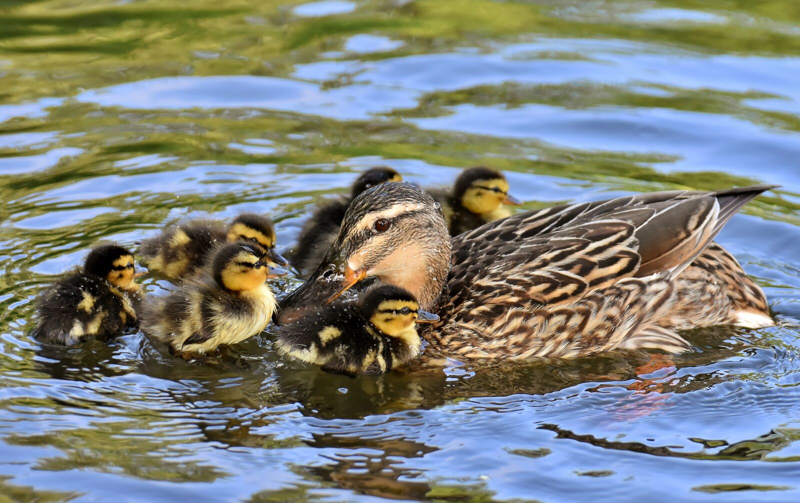 Nikon D7200 sample photo. Mallard, ducklings, duck photography