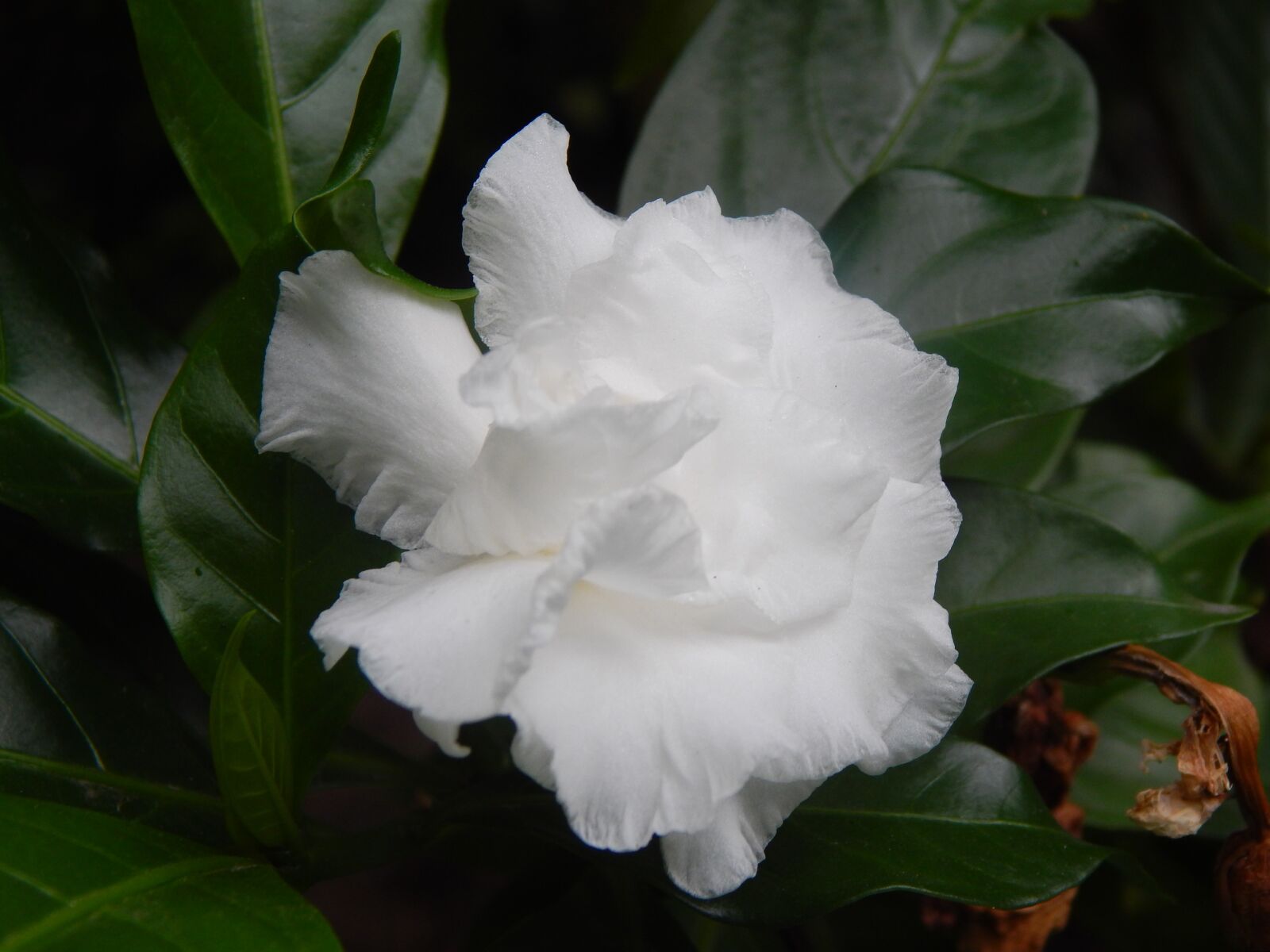 Nikon Coolpix L820 sample photo. Gardenia, flower, white photography