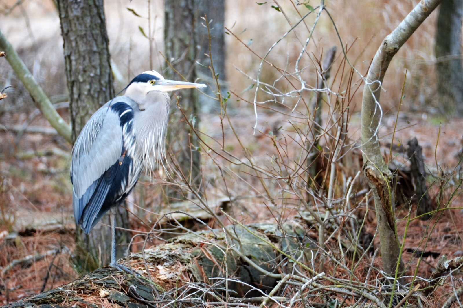 Nikon D600 sample photo. Heron, wildlife, bird photography