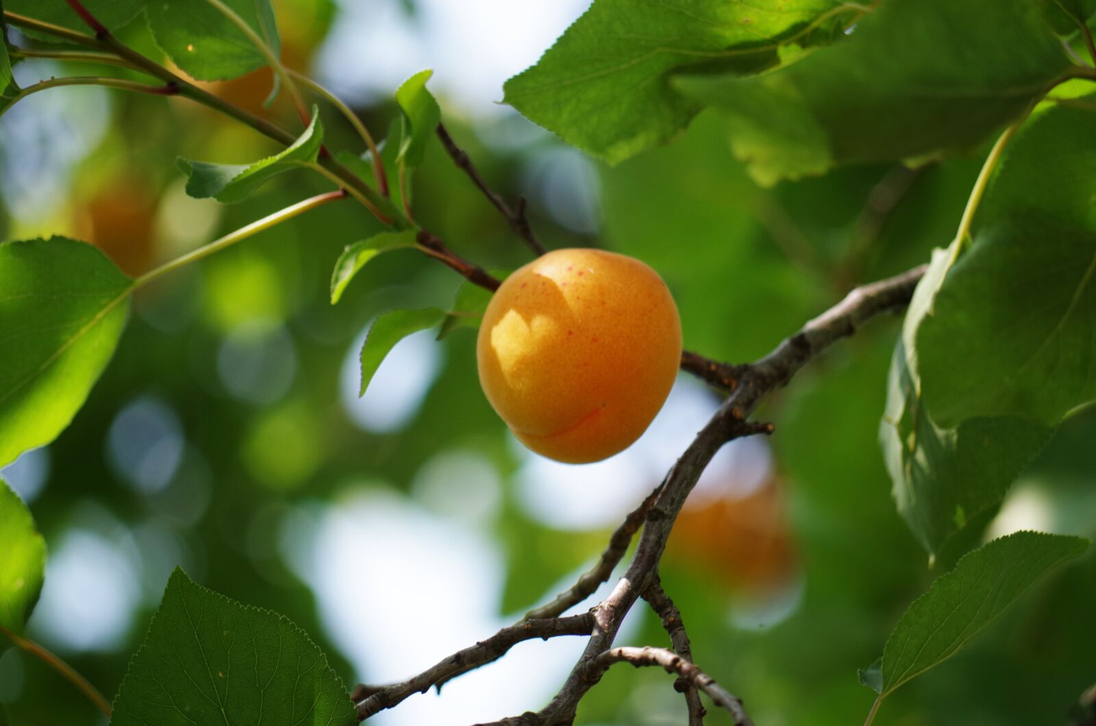 Pentax K-500 sample photo. Apricot, on the tree photography