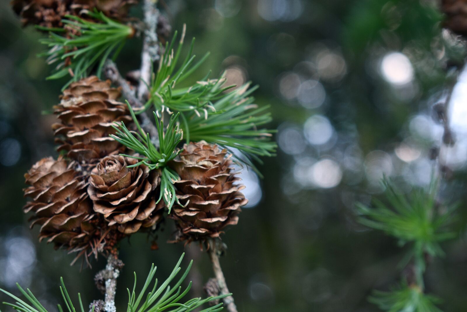 Nikon D3400 sample photo. Pine cone, tree, fir photography