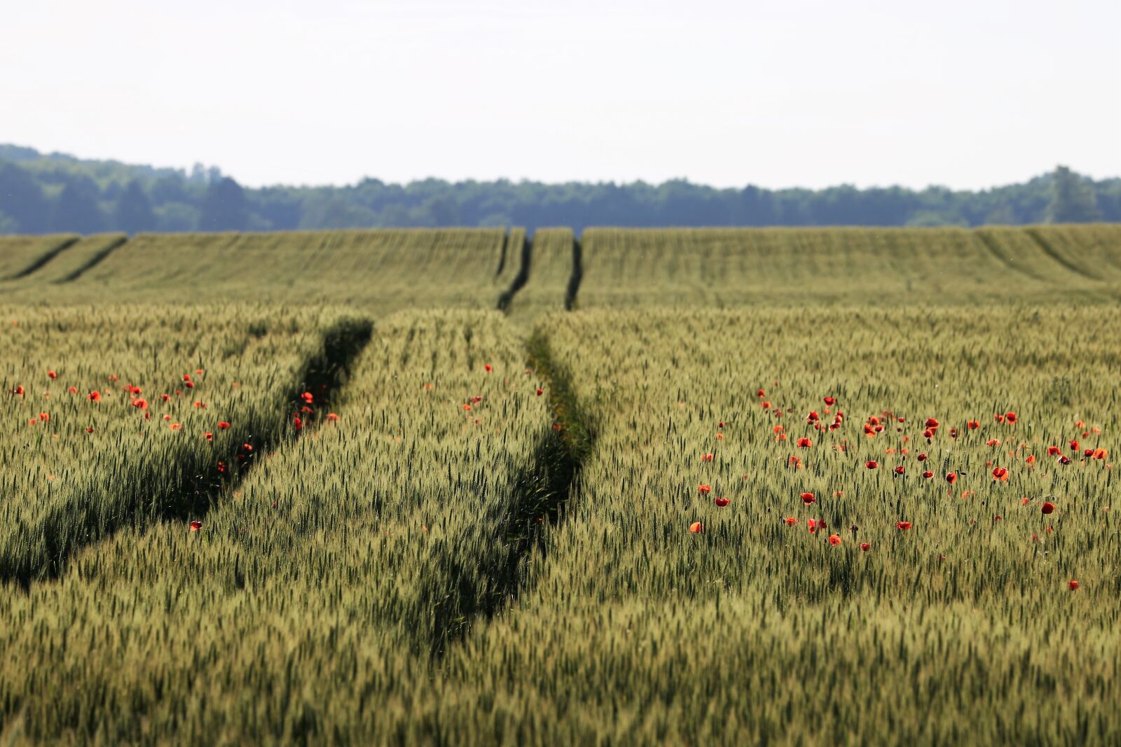 Canon EOS 6D + Canon EF 70-300 F4-5.6 IS II USM sample photo. Green wheat, red poppies photography