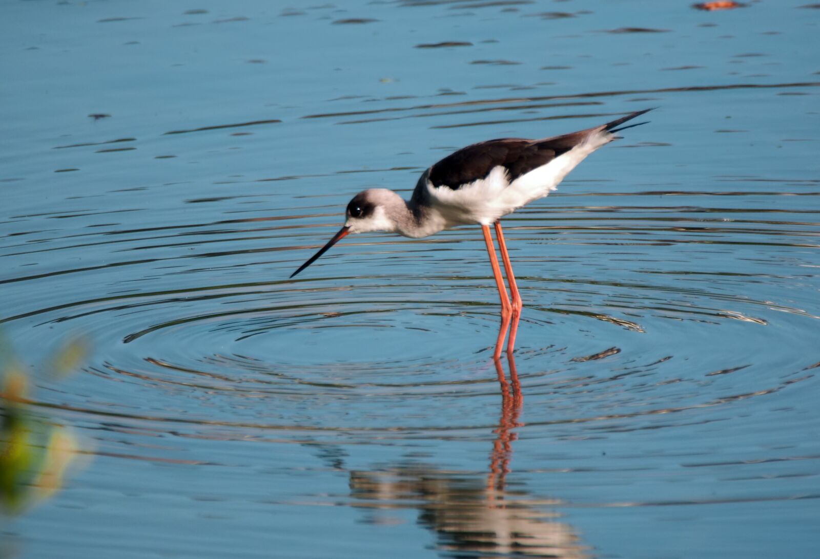 Olympus OM-D E-M1 sample photo. Black-wing stilt, wild, bird photography