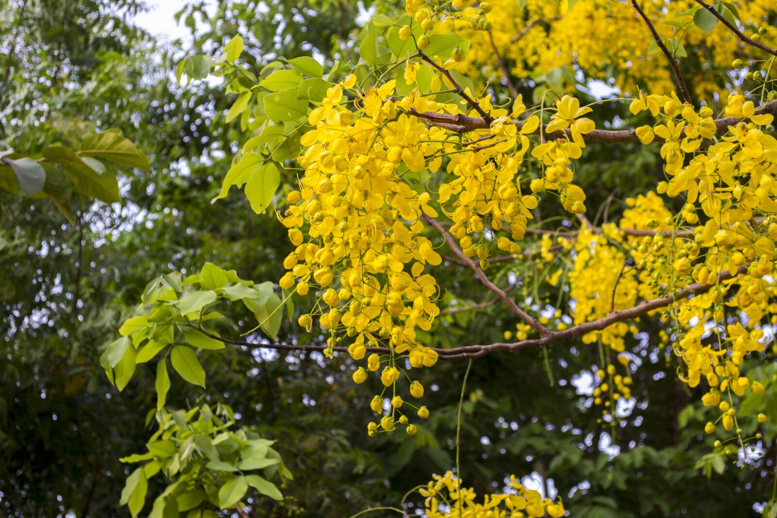 Nikon D3100 sample photo. Cassia fistula, golden shower photography