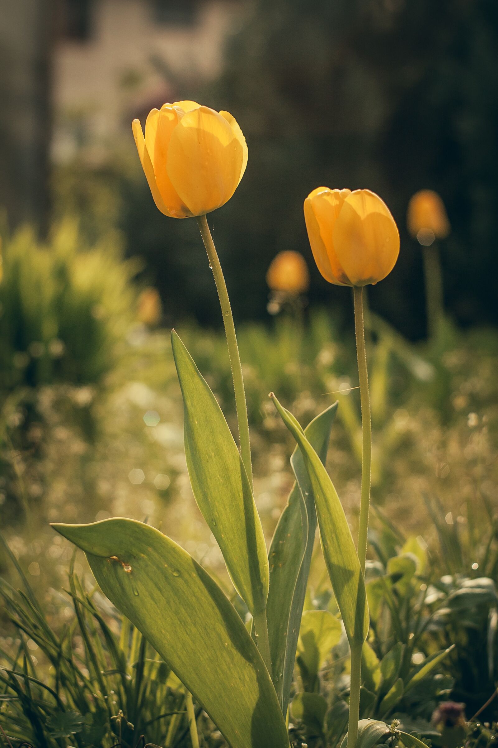 Canon EOS 450D (EOS Rebel XSi / EOS Kiss X2) sample photo. Tulip, flower, blooming photography
