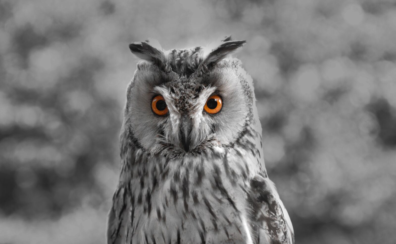 Nikon D610 sample photo. Owl, orange, eyes photography