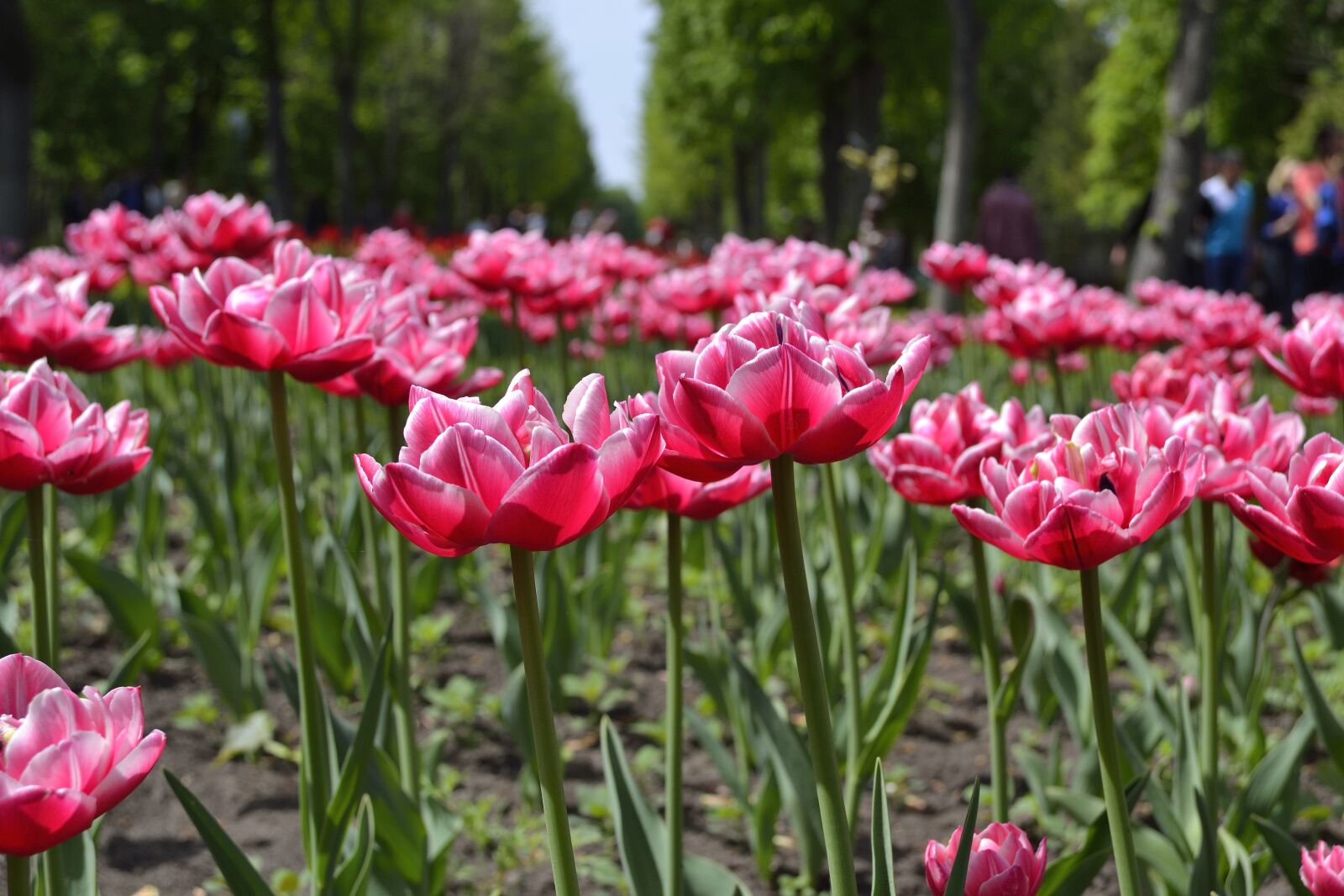 Nikon D3100 sample photo. Flowers, kirovograd, ukraine photography