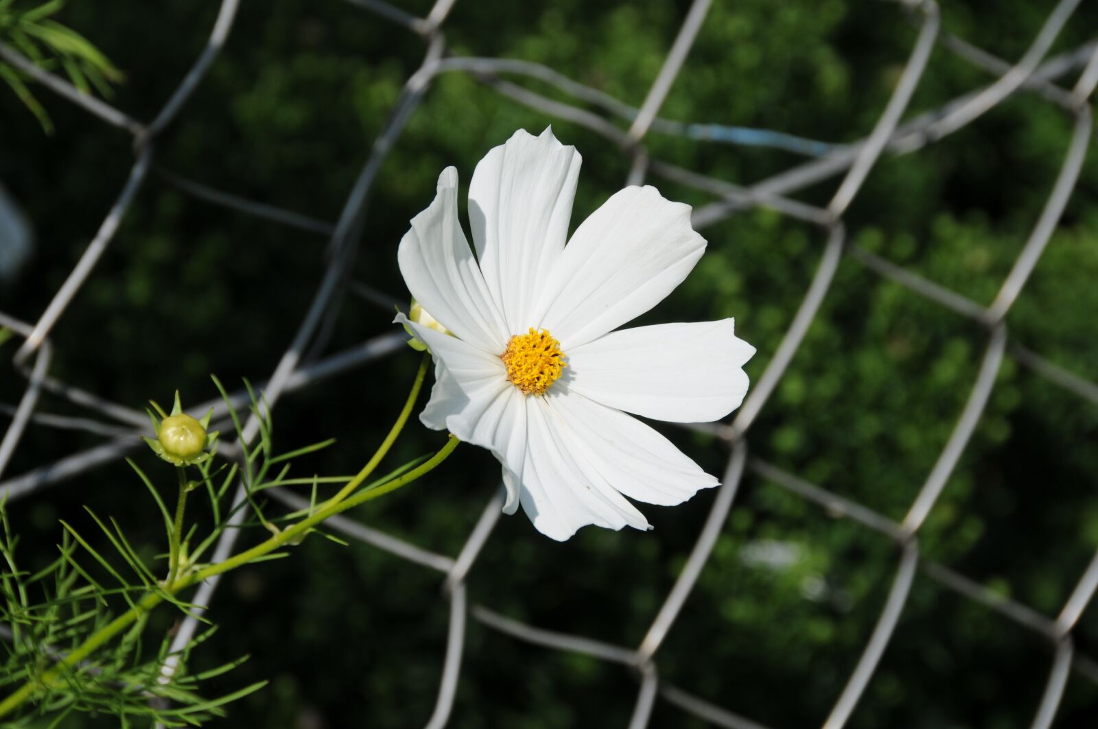 Nikon D300 sample photo. Flower, nature, white photography