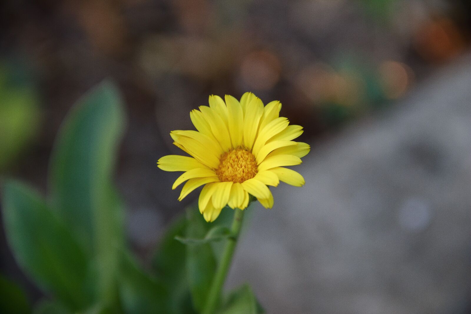 Canon EOS 650D (EOS Rebel T4i / EOS Kiss X6i) sample photo. Flower, yellow, bloom photography