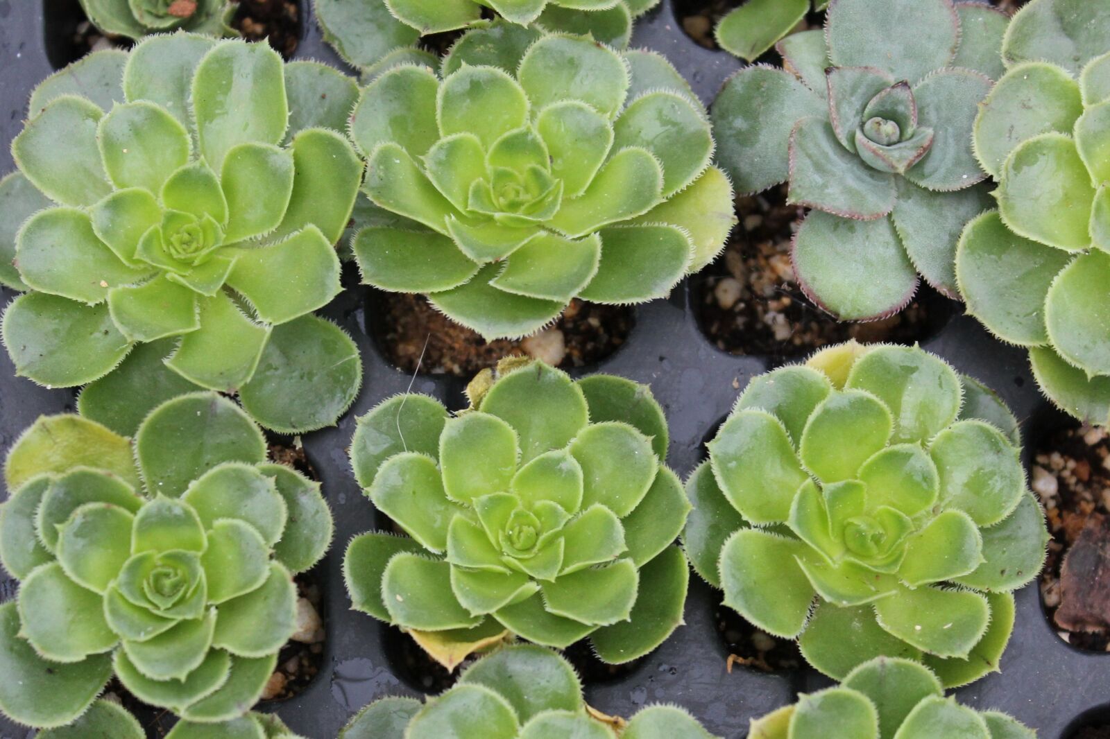 Canon EOS 1200D (EOS Rebel T5 / EOS Kiss X70 / EOS Hi) sample photo. He aeonium, cuttings, succulent photography