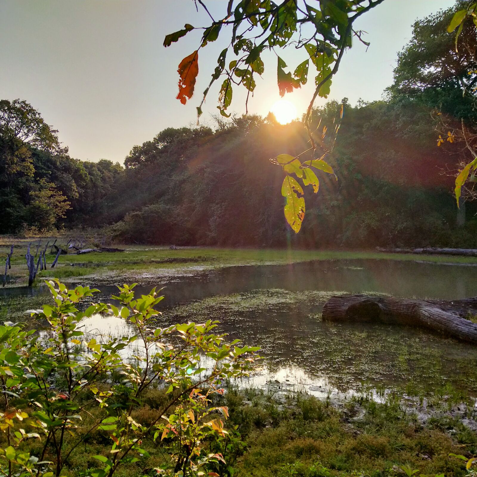 OPPO A5 2020 sample photo. Nature, the swamps, evening photography