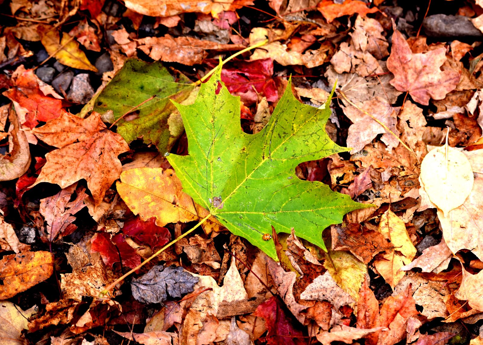 Nikon D3300 sample photo. Leaves, fall, fall leaves photography