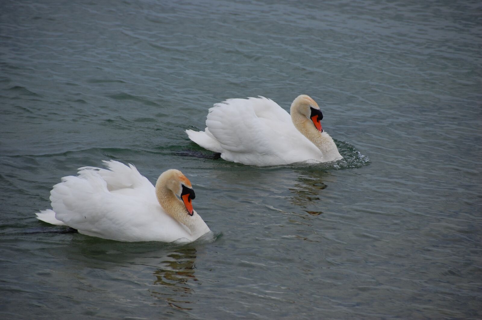 Nikon D40 sample photo. Swans, water, swan photography