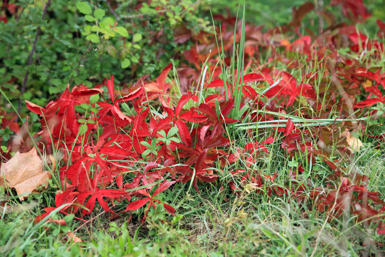 Canon EF 24-70mm F2.8L II USM sample photo. Fall, red, nature photography