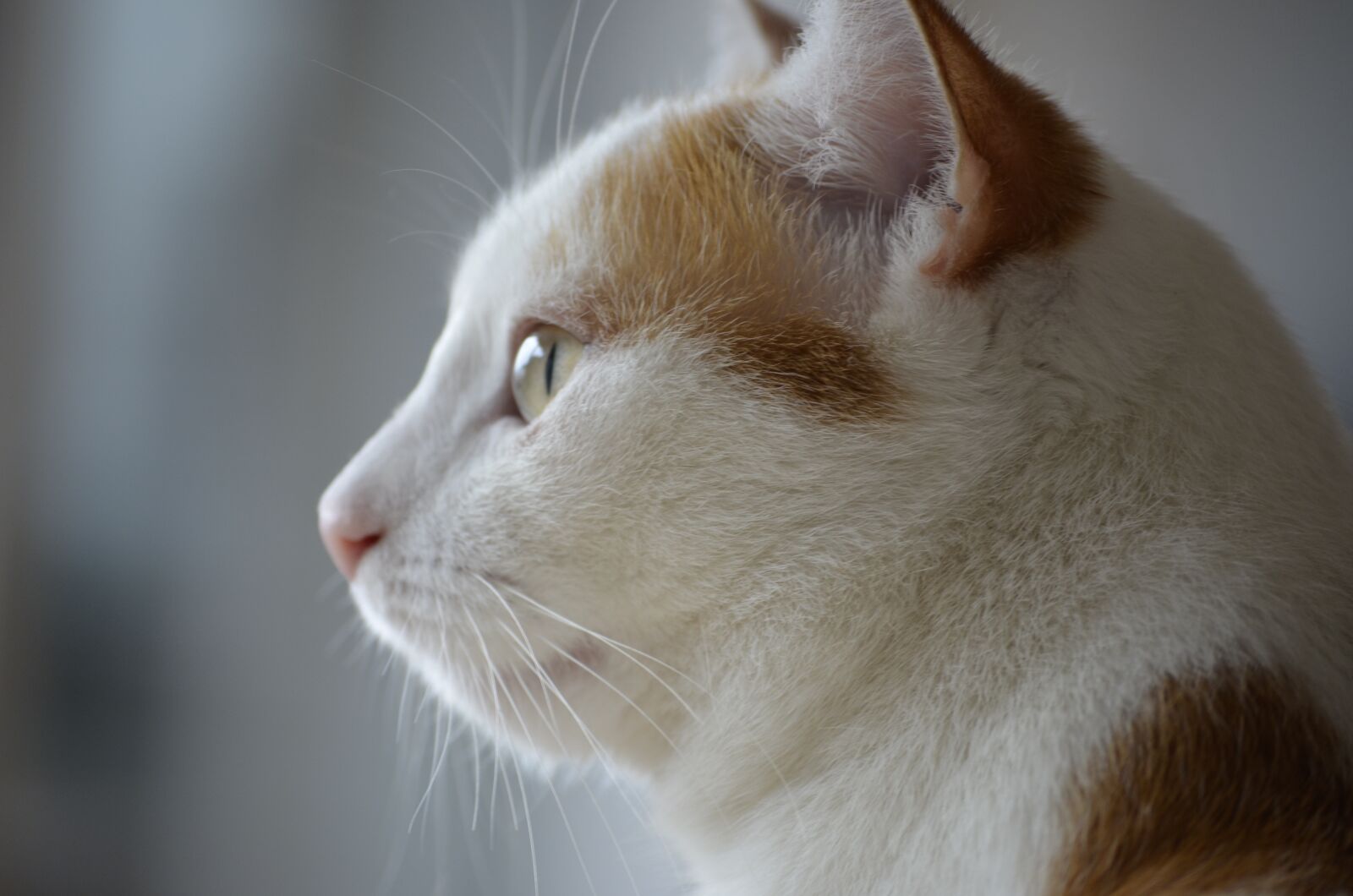 Nikon D5100 sample photo. Think, thoughtful, lady photography