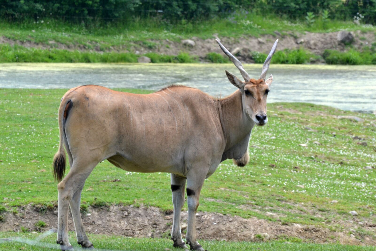 Nikon D3100 sample photo. Common eland, herbivore, zoo photography