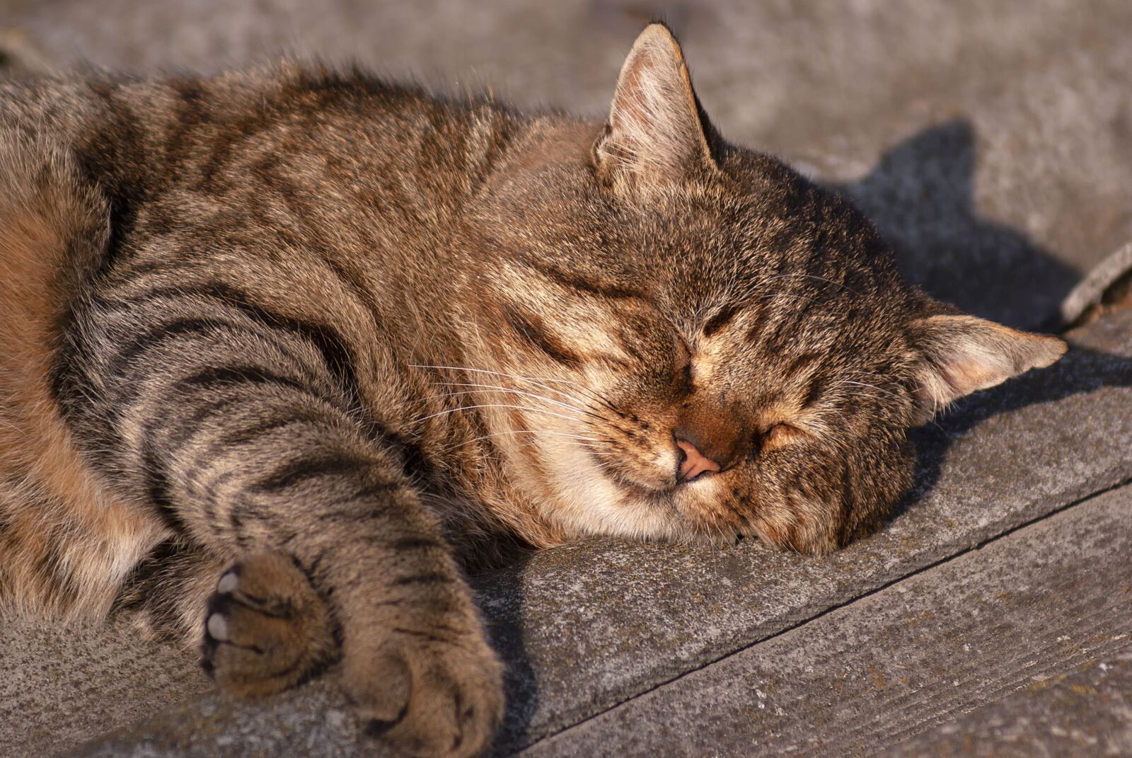 Sony Alpha DSLR-A100 sample photo. Cat, sleep, cute photography