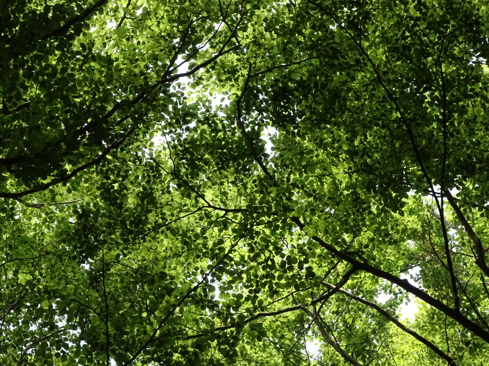 Sony Cyber-shot DSC-HX400V sample photo. Branch, leaves, nature, sky photography