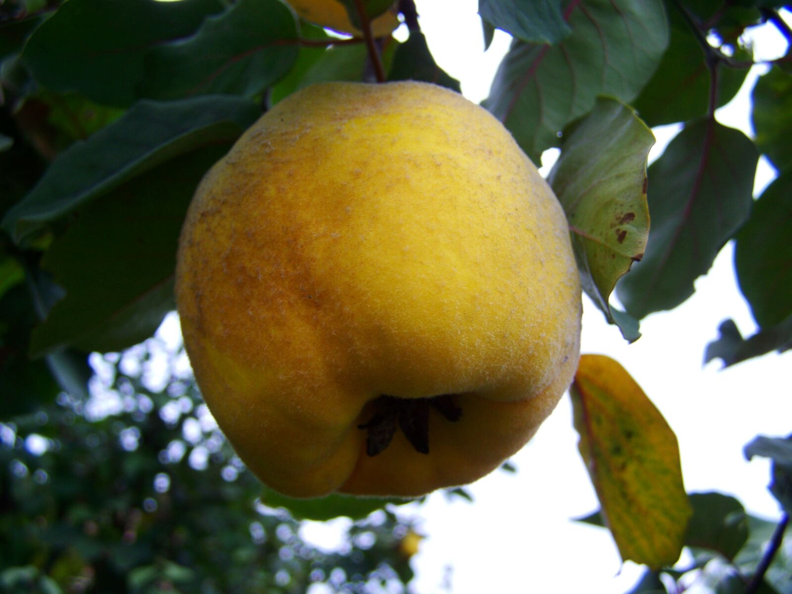 Kodak EASYSHARE ZD710 ZOOM DIGITAL CAMERA sample photo. Quince, yellow fruit, fall photography