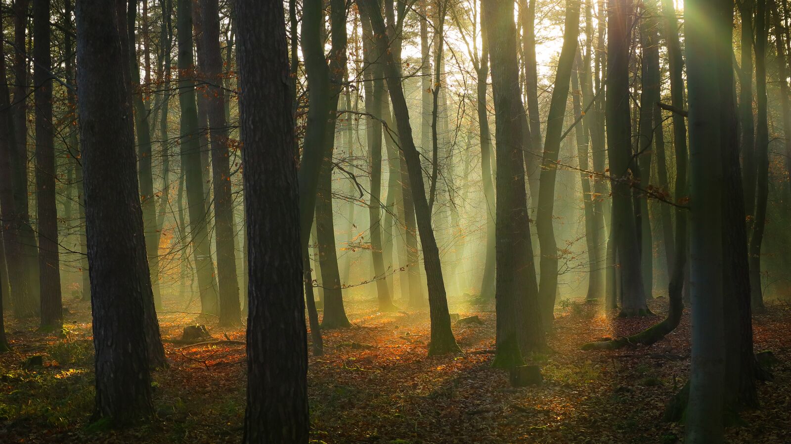 Canon EOS M50 (EOS Kiss M) + Canon EF-M 55-200mm F4.5-6.3 IS STM sample photo. Fog, forest tree, landscape photography