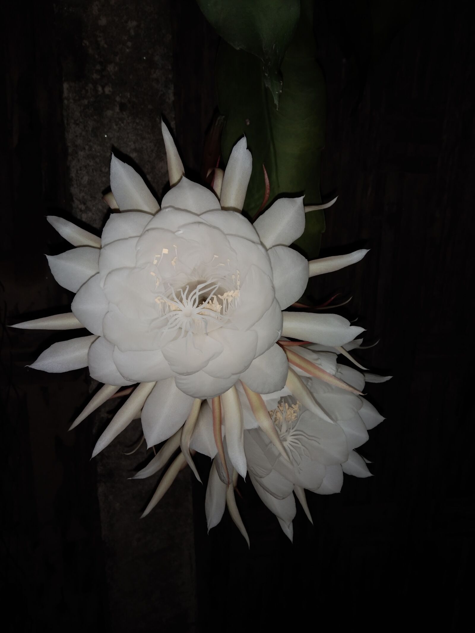vivo 1906 sample photo. Flower, bethlehem, night queen photography