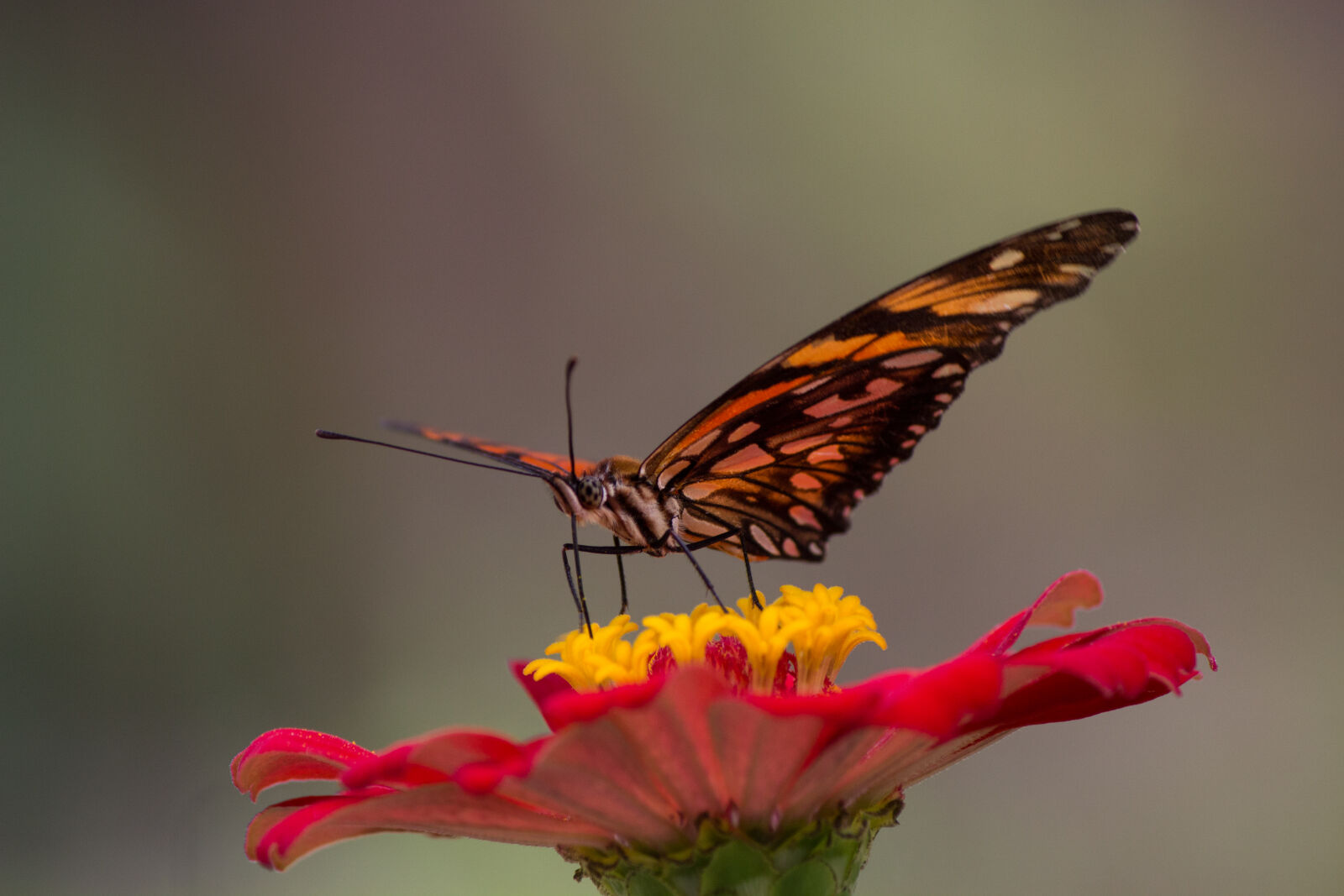 Canon EF-S 55-250mm F4-5.6 IS II sample photo. Butterfly, butterfly, on, a photography